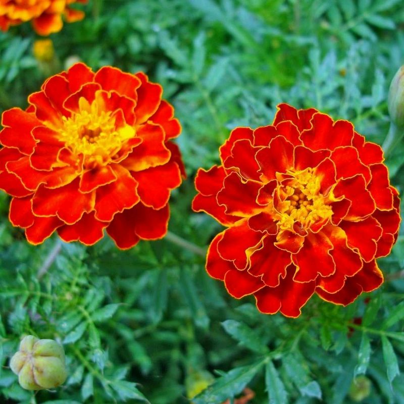 Flower Marigold Red And Orange Colour ( Seeds )