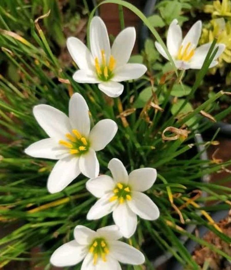 White Rain Lilly Bulbs