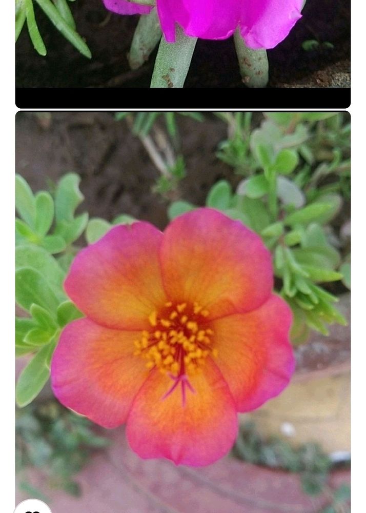 Combo Moss Rose +Gladiflora+9"O'clock