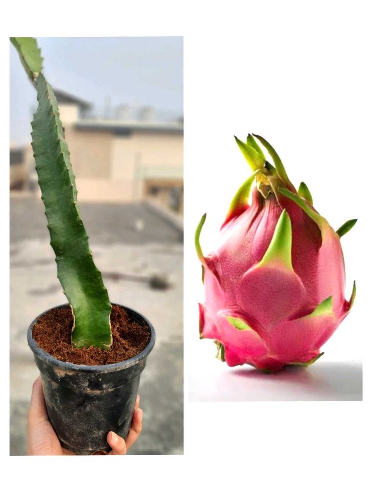 🔥🌱 Dragon Fruit Plant Cutting 🌱🔥