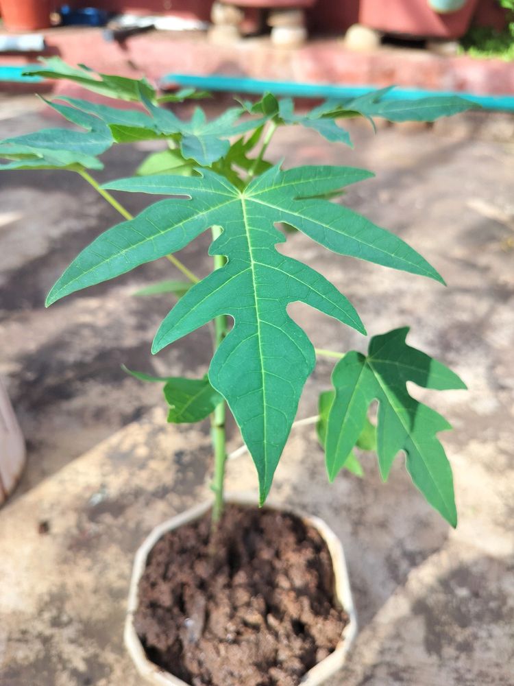 Healthy Papaya Plant