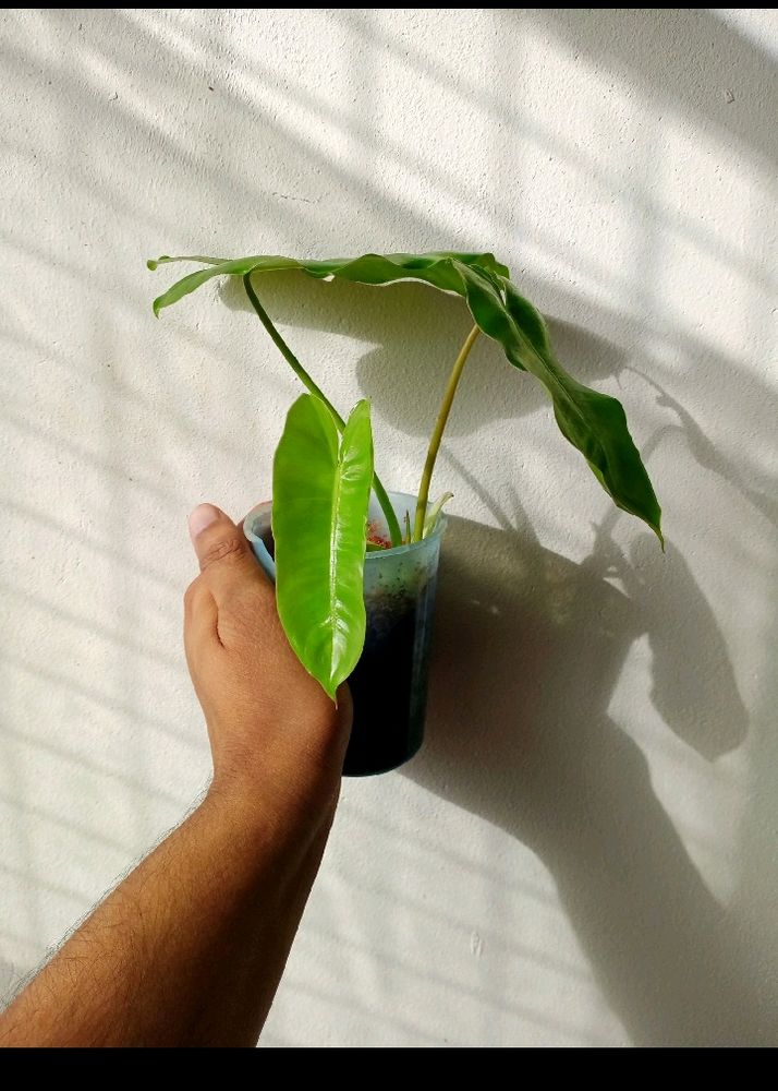 Philodendron Mature Plant