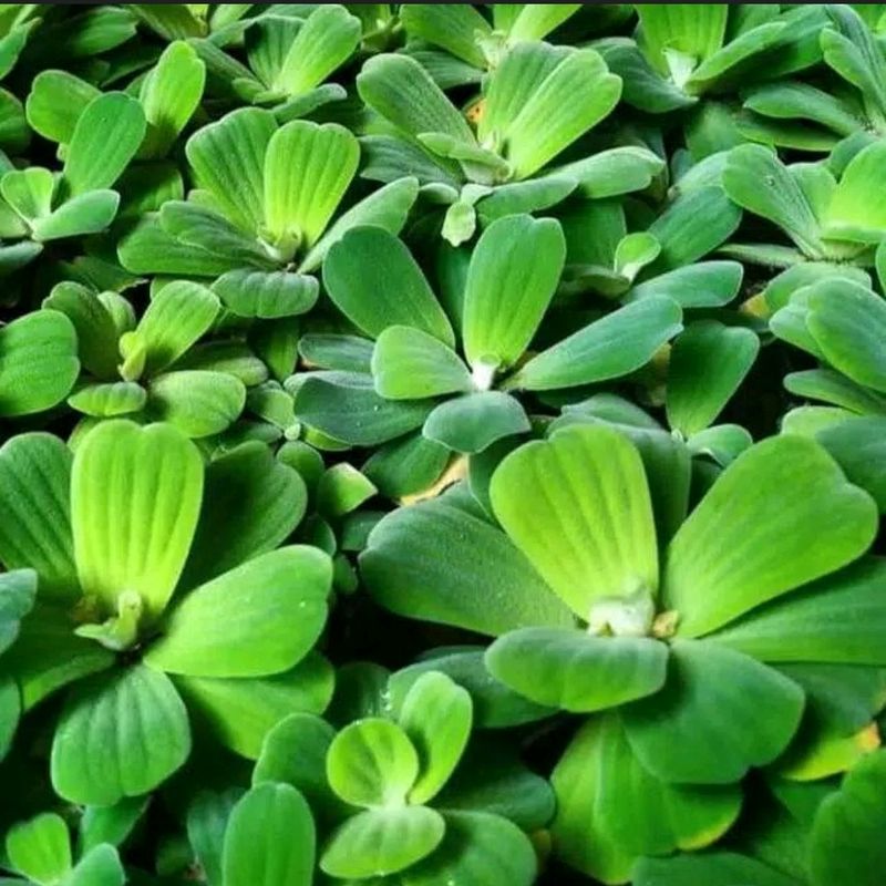 Water Lettuce