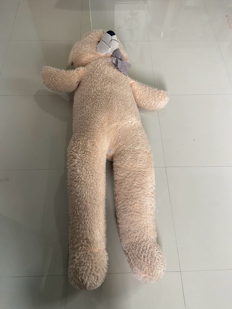 Giant Teddy