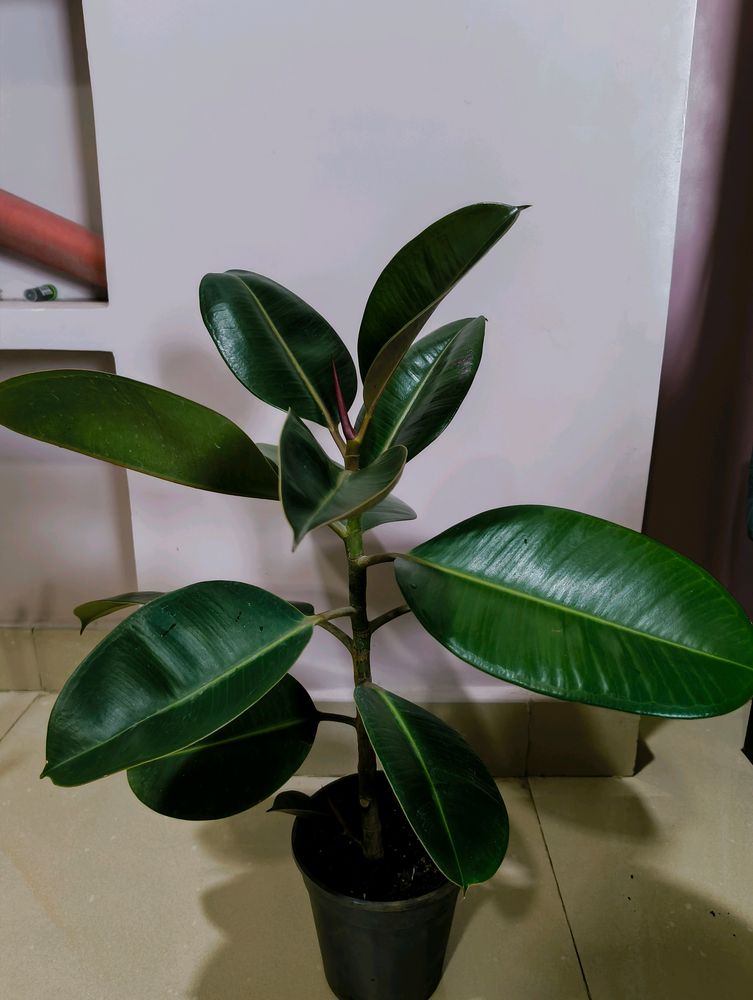 Hyderabad Only Self Pickup Available, Rubber Plant