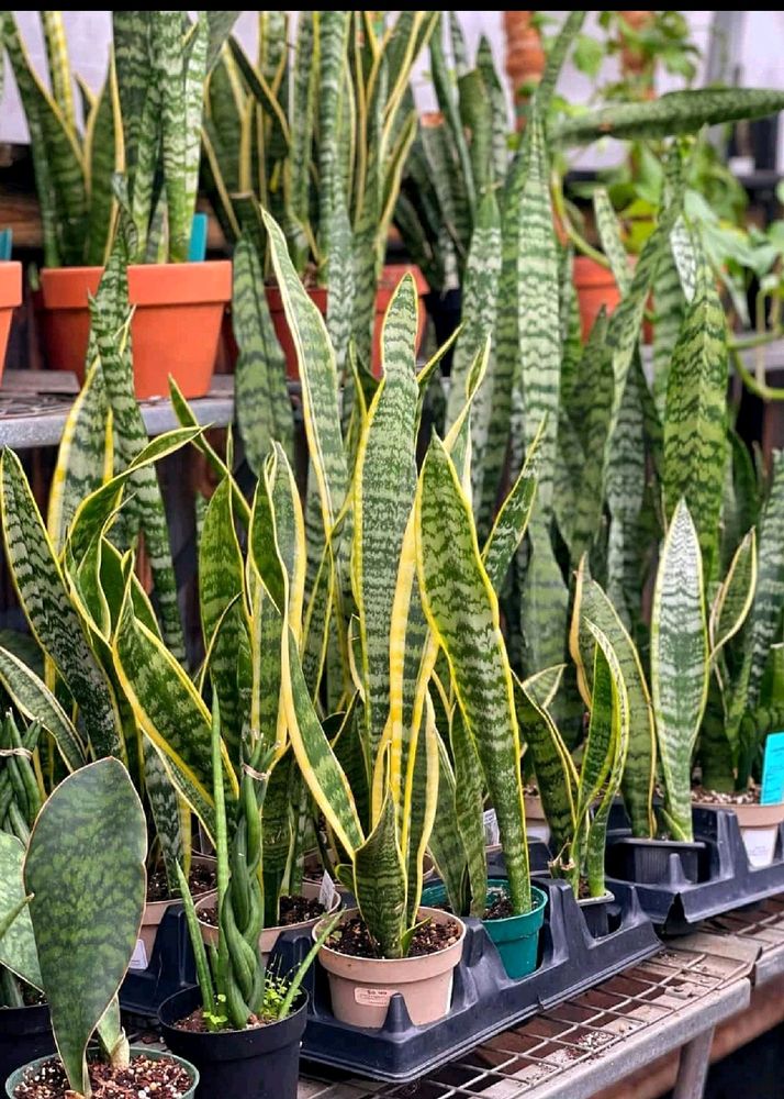 Original Snake Plant