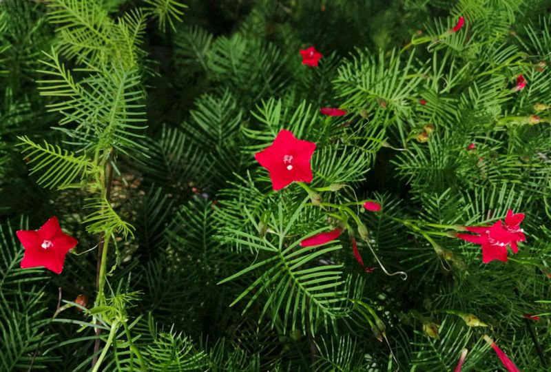 Red Cypress Vine Plant