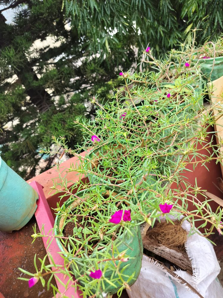 Pink Grass Plant