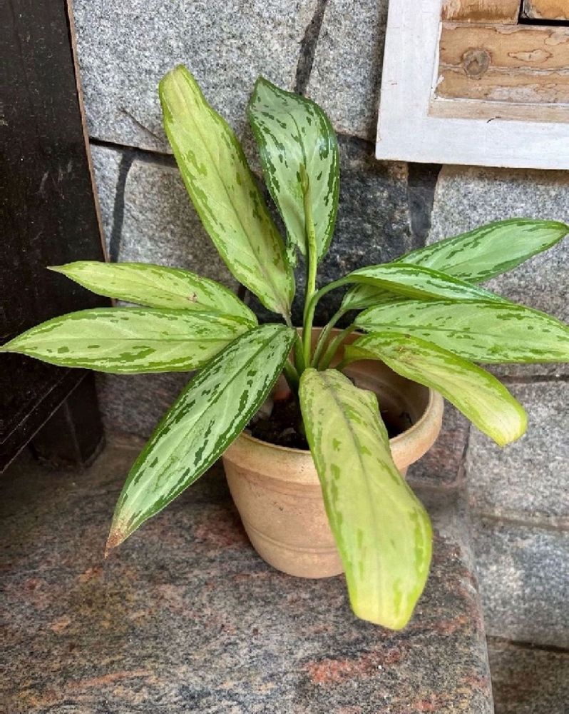 Same Healthy Aglonema Plant