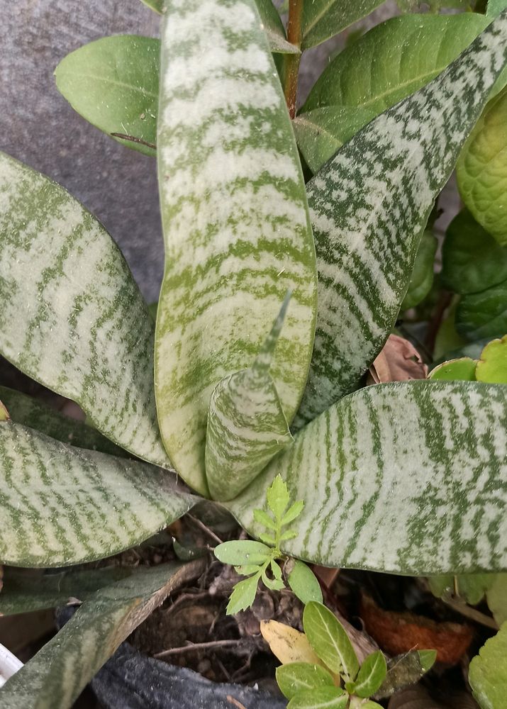 Air Purifier/Snake Plant