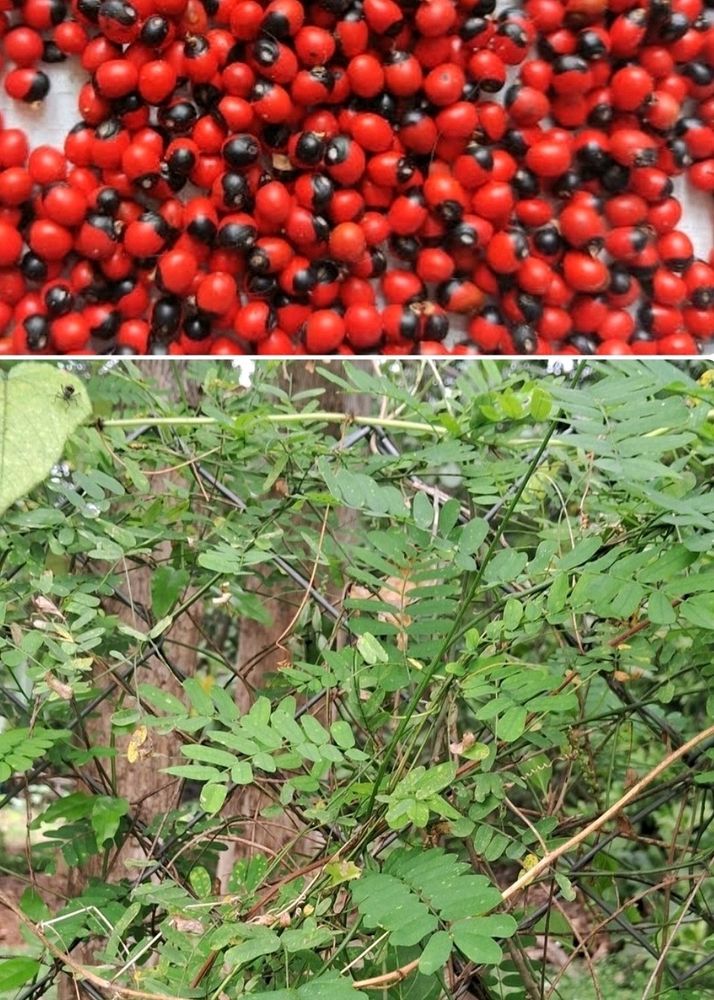 Rosary Pea Seeds 4 Pods For Propagation