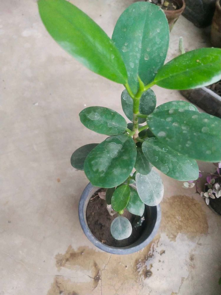 Ficus Plant Healthy With Root