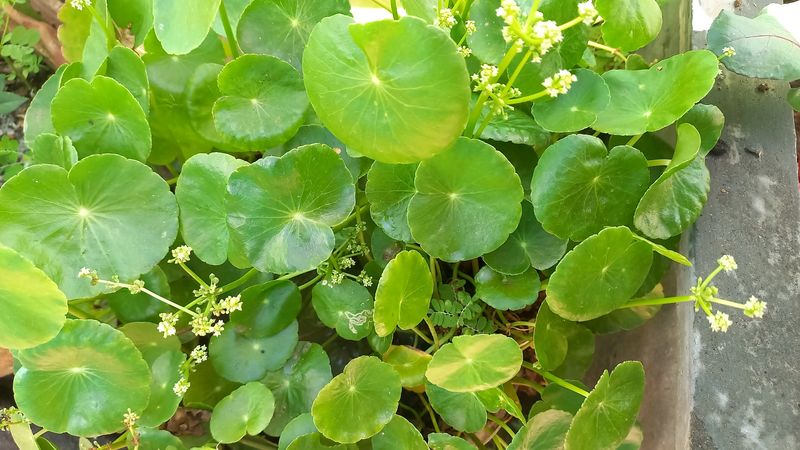 Combo Medicinal Plants Comb