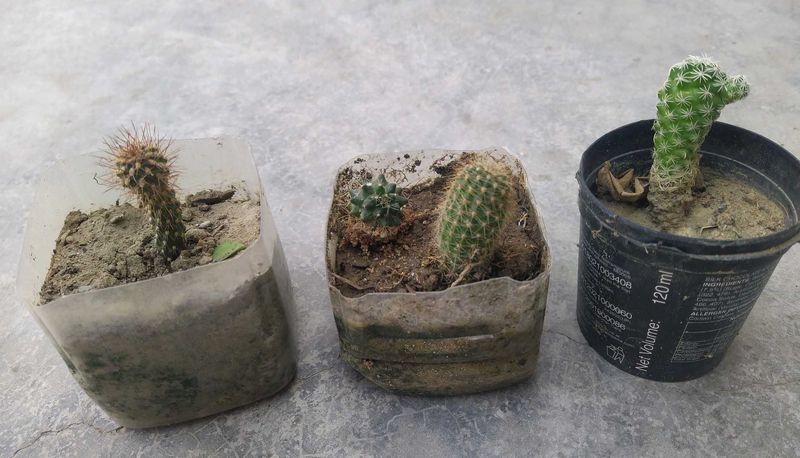 Cactus Plant Combo