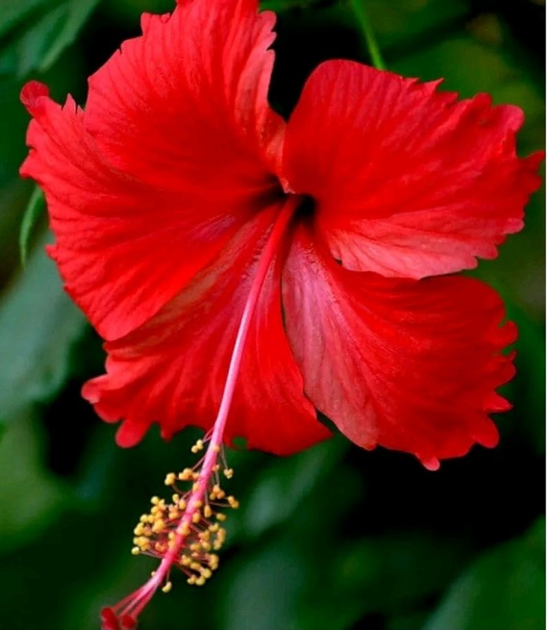 Hibiscus plant & 2 Plan Combo