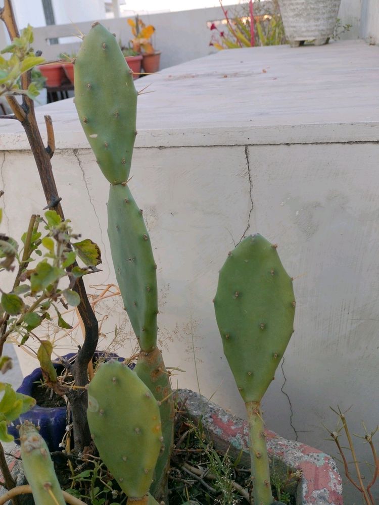 1 cactus cutting