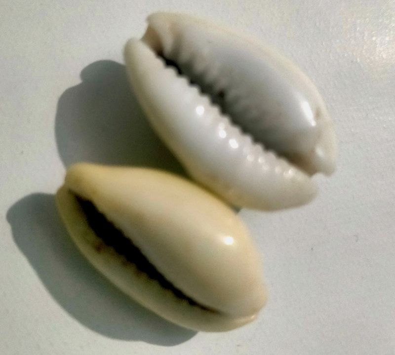 Cowrie Shells Mixed