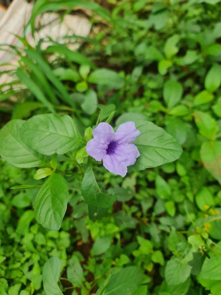 Ruellia Tuberosa Live Plant