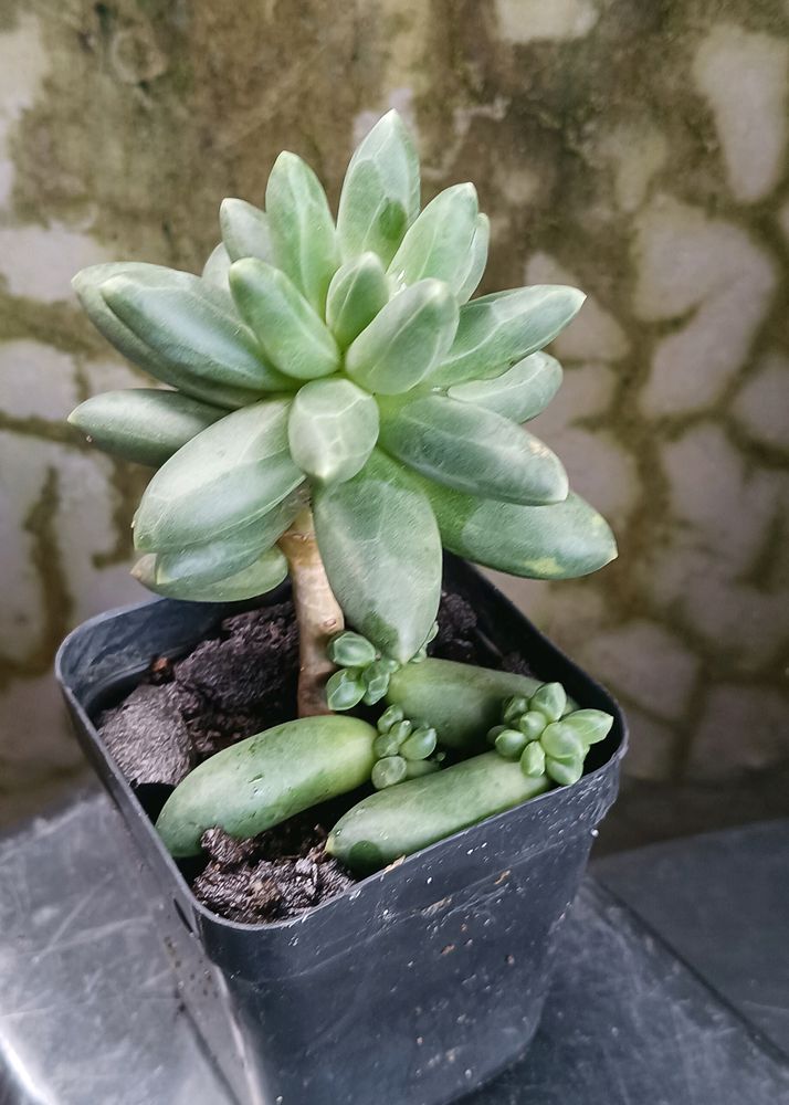 Little Jewel Succulent