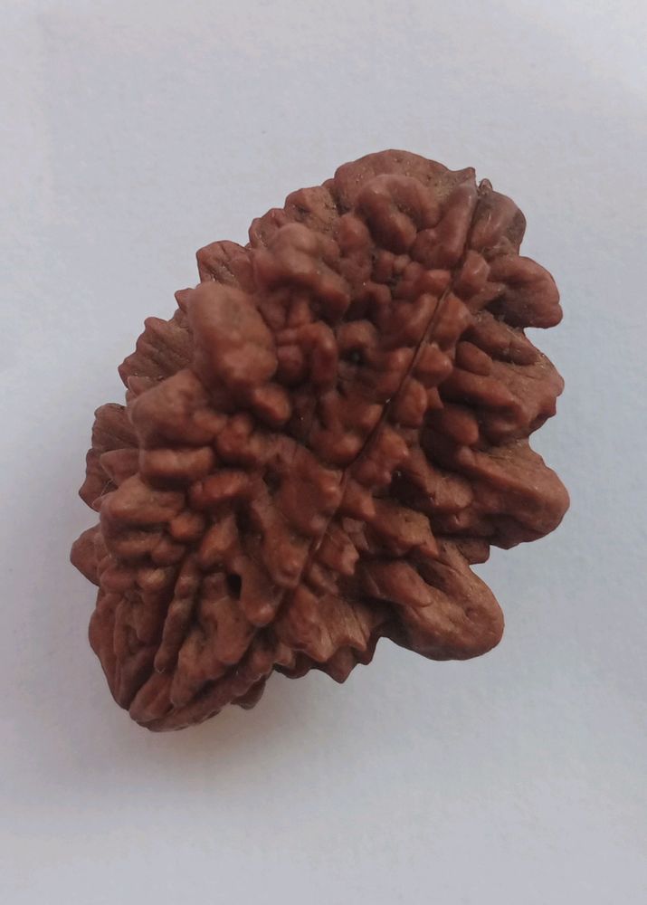 Rudraksh 3 Mukhi