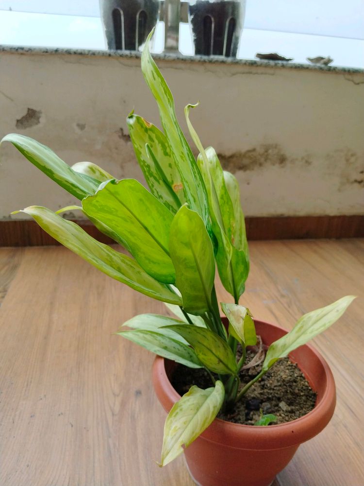 Indoor Plant