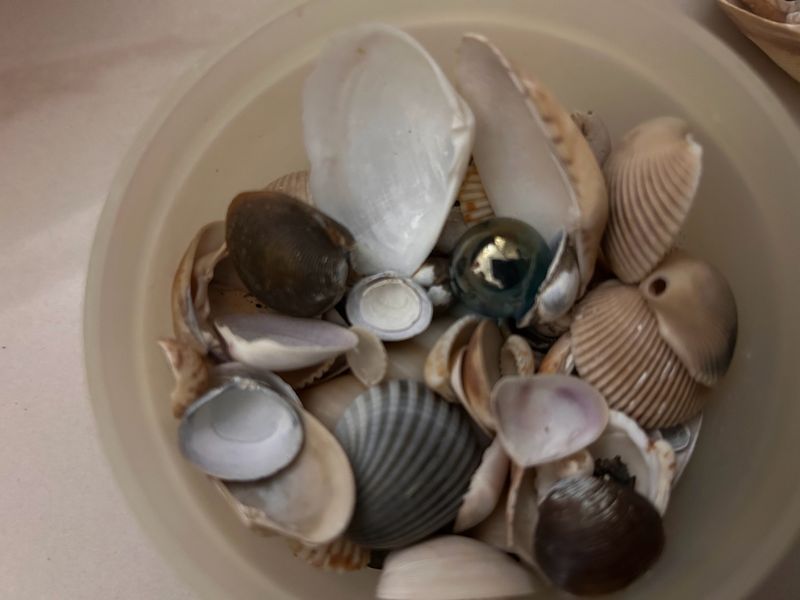 Priceless Sea Shells