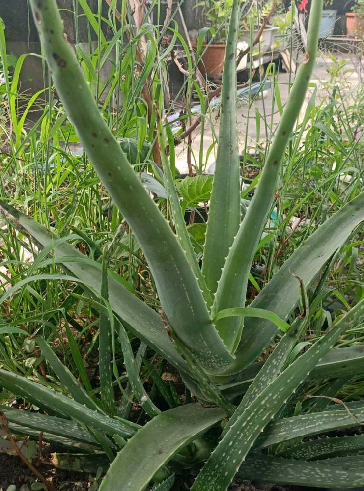 Alovera Plant