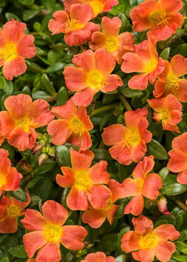 Portulaca Live Plant 🌹Pink And Rad Flower (10 Plant