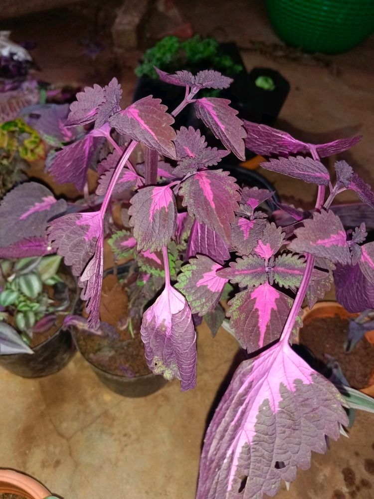 6 Purple Mix Varieties Of Plants Well Rooted