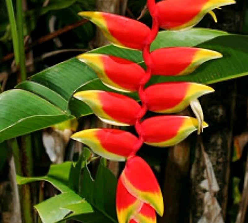 Heleconia Plant