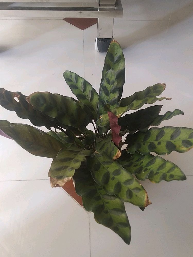 Calathia Longifolla /Peacock Leaf Live Plant