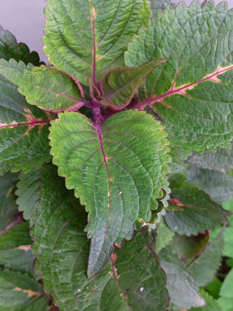 Coleus 3rd Type