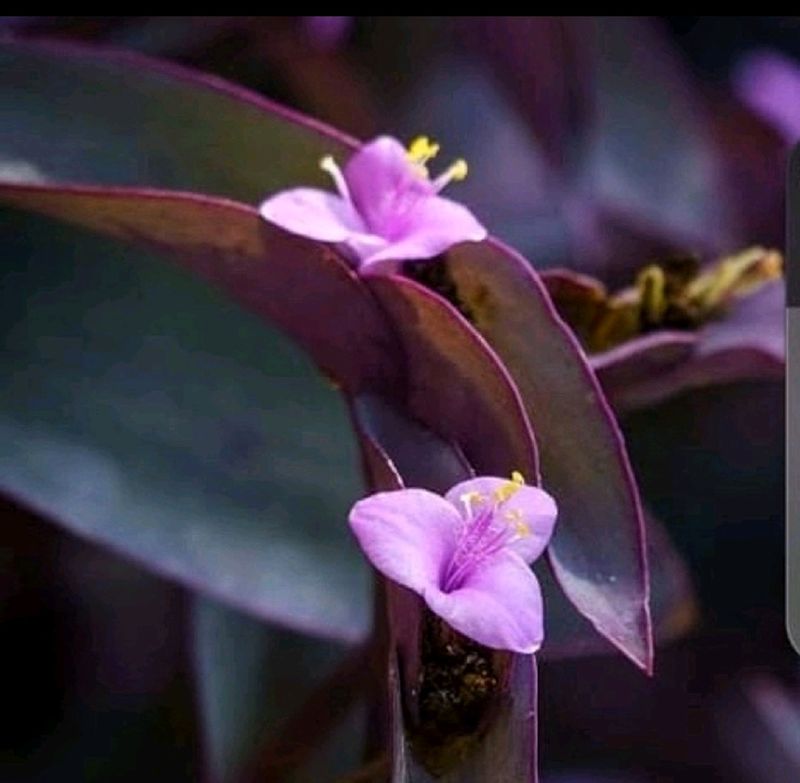 Purple Heart Plant