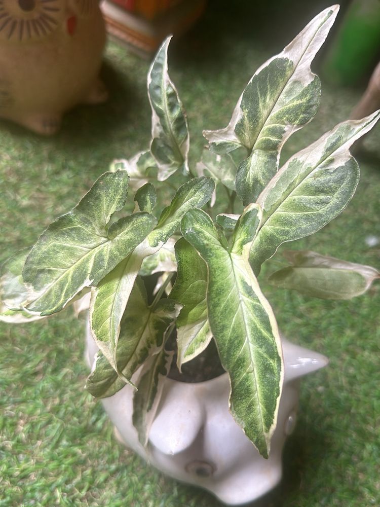 Very Rare Starlite Syngonium Verigated Rooted Plnt