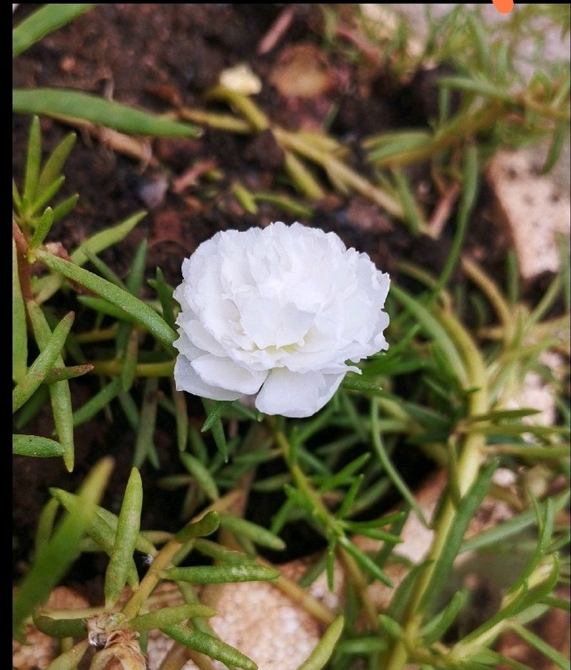 Colorfull Flower Plant