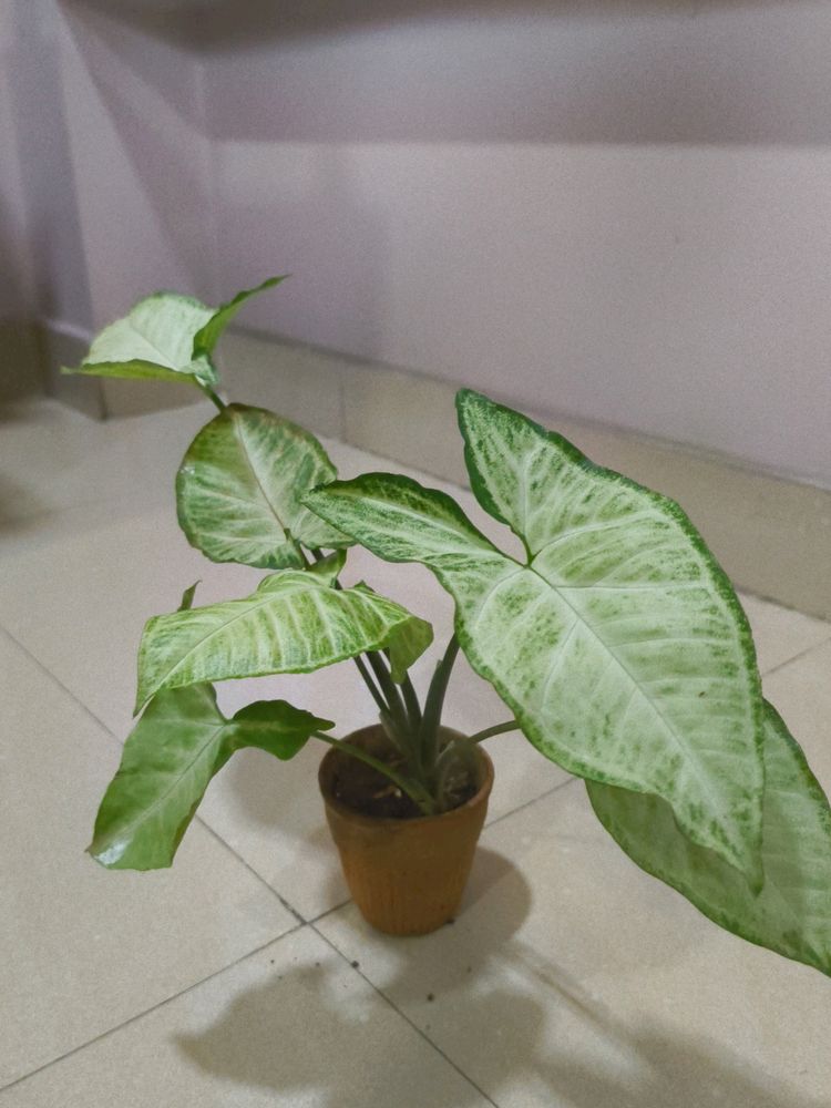 Live Syngonium Plant in Terracotta Pot