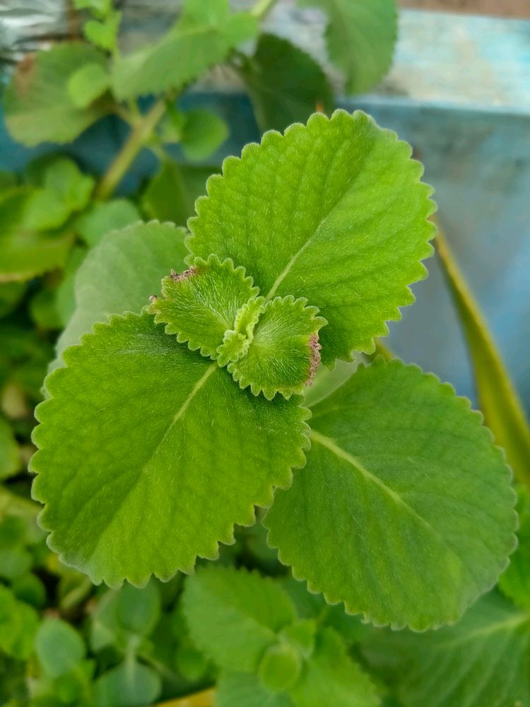 Ajwain Plant Cuttings