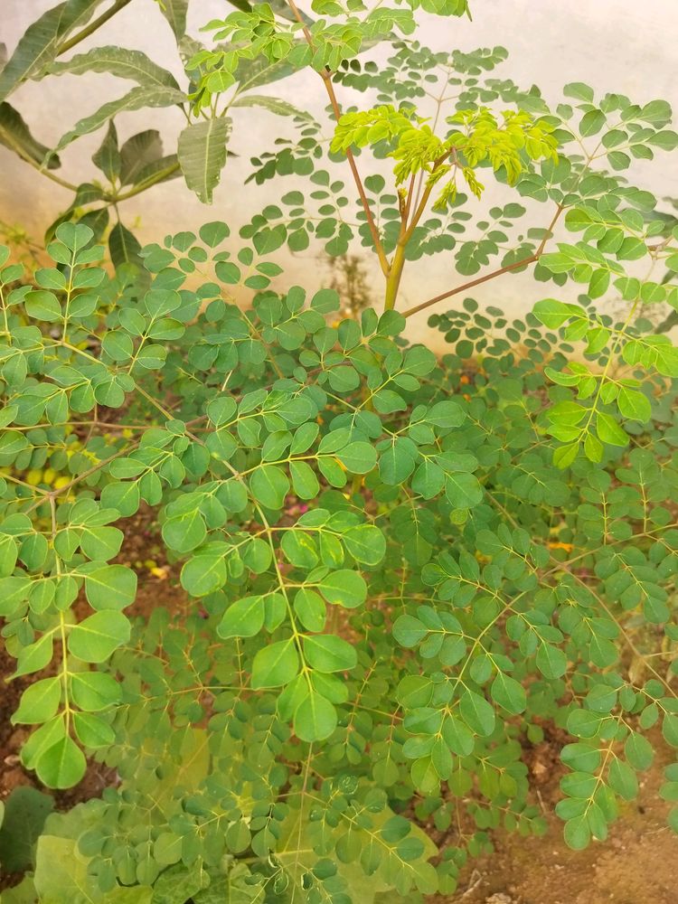 Moringa Leaves