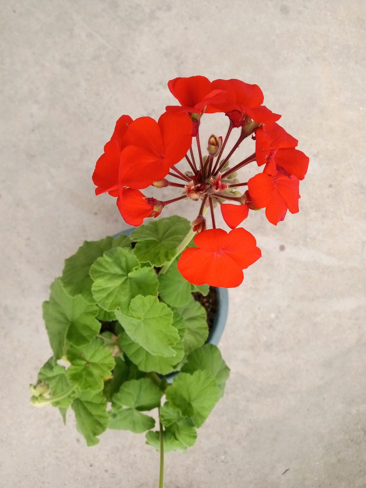 Bright Red Geranium