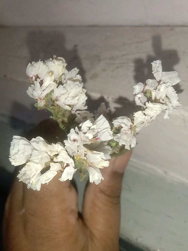 white dry flower