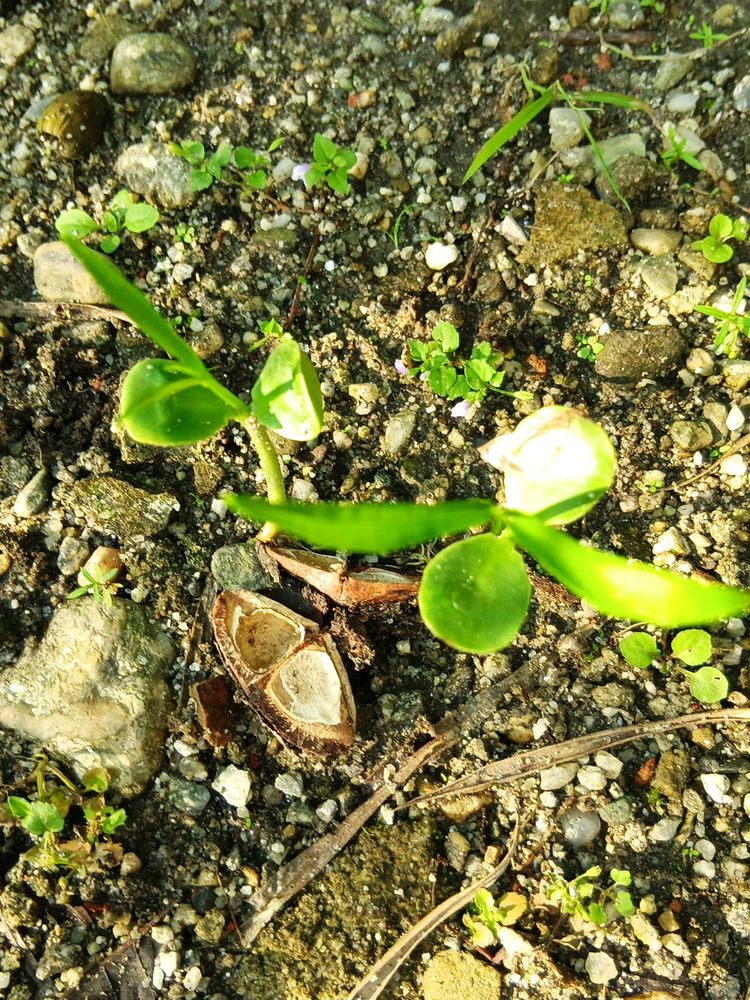 Yellow Karabi Baby Plant