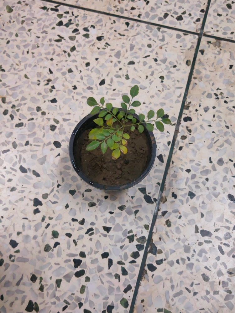 Curry Tree Or Meethi Neem Small Sapling