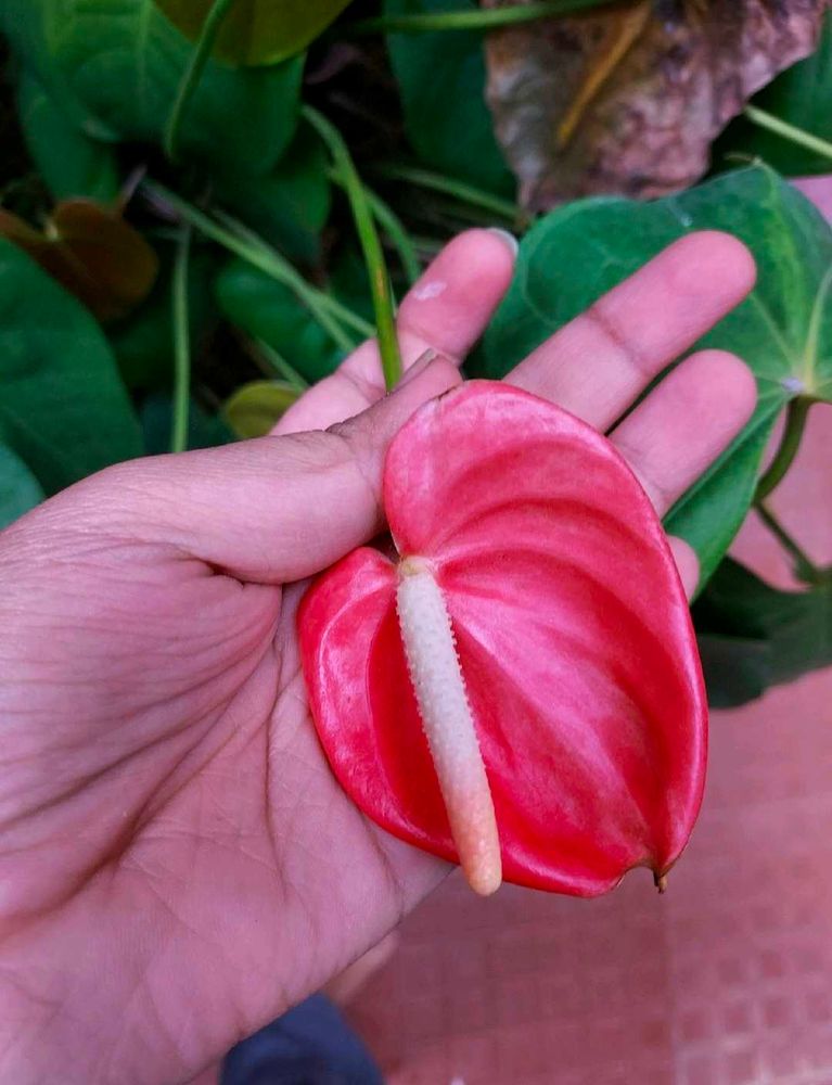 Antinium Anthurium Hybried Winter Flower Bulb