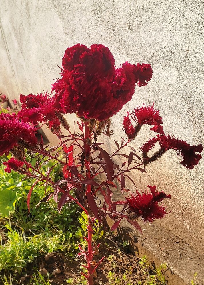 Cock's comb Flower ( Seeds Hybrid )