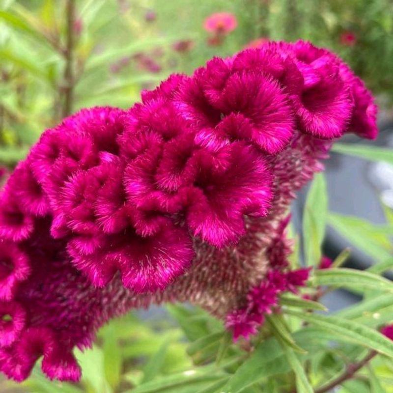 Seeds Celosia Cockscomb