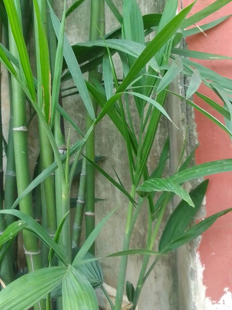 One Bamboo Palm Stem (Chamaedorea Seifrizii)