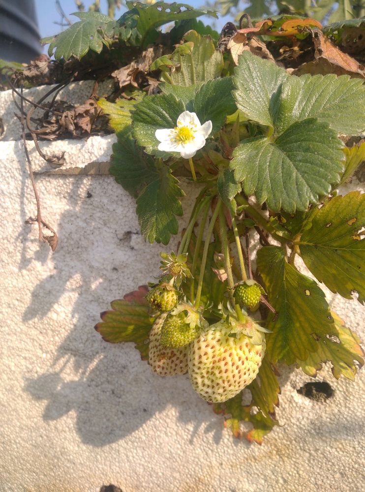 Horticulture Hybrid Strawberry Plant