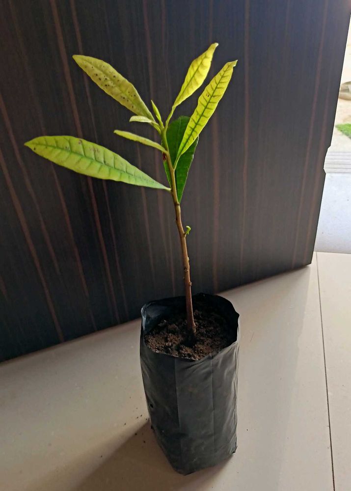 Kaju Plant (cashewnut)