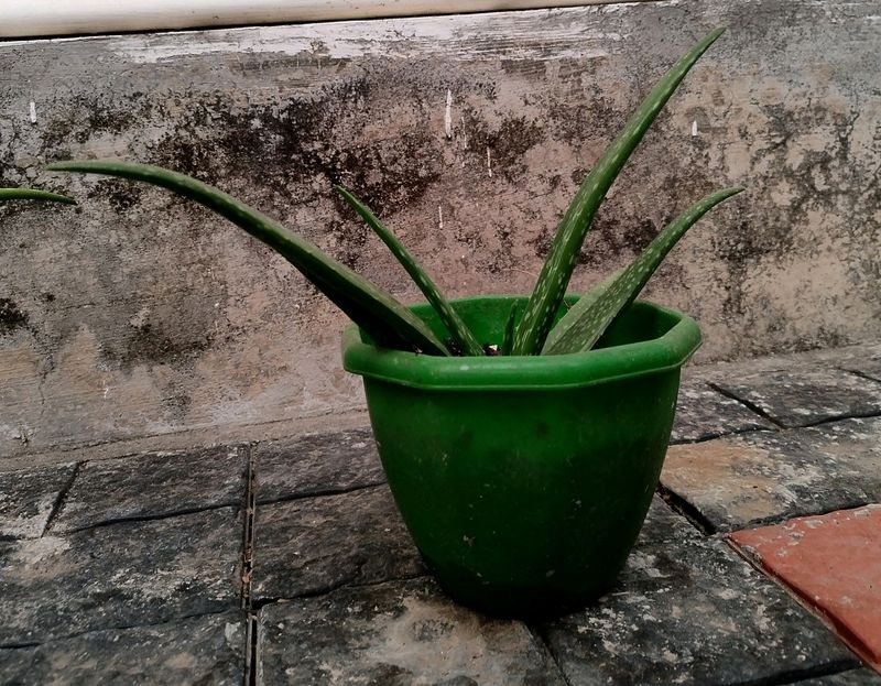 Aloe Vera Plants