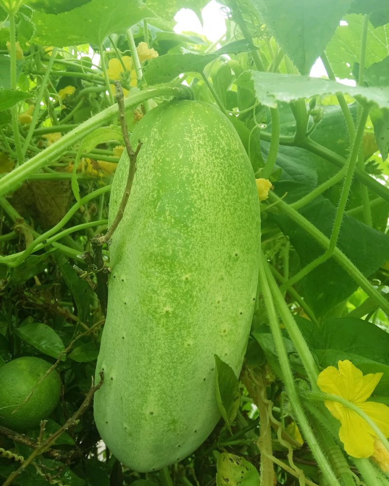 Pahadi Big Cucumber Seed